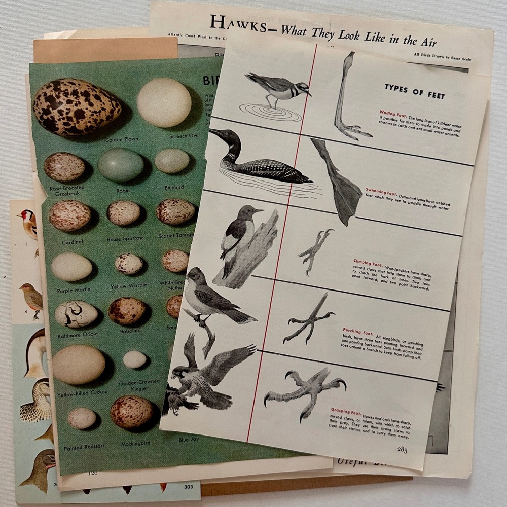 All Things Birds - Vintage Ephemeral Pack of 40 Pieces: stamps, postcard, pages - Picture 3 of 9